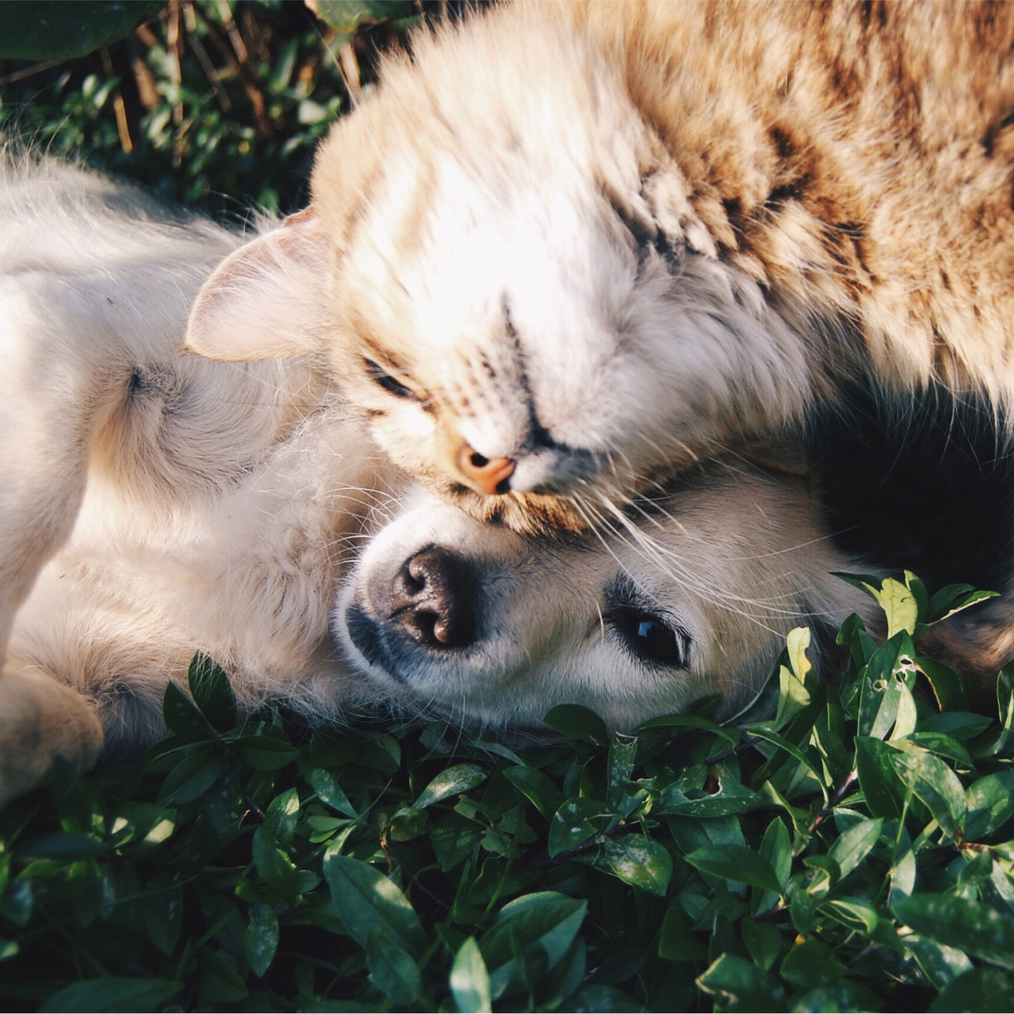 Why we started nibbles: a pet-centric mission